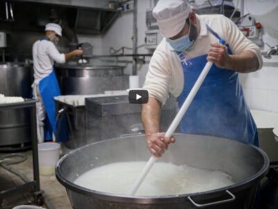 Dall’allevamento alla tavola: come nascono le nostre mozzarelle